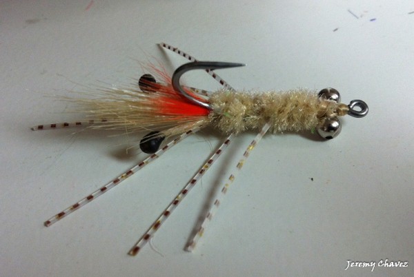 Mantis Shrimp-2